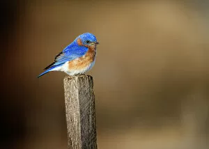 Images Dated 11th April 2019: Cute Blue Bluebird Perched on Post at Exton Park, Pennsylvania