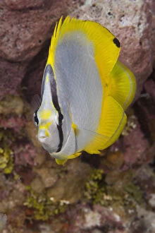 Cute Butterflyfish on coral reef