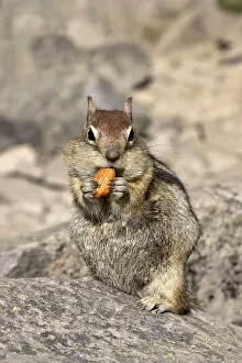 Cute Chipmunk Eating an Almond Nut