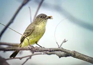 Vicki Jauron Wildlife Photography Prints: Cute Close Up of Eastern Phoebe with Insect in Beak in Pennsylvania