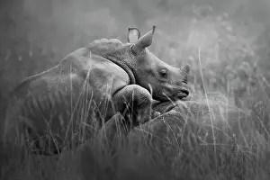 Cute Close Up of White Rhino Calf Standing on Mom at Nairobi National Park