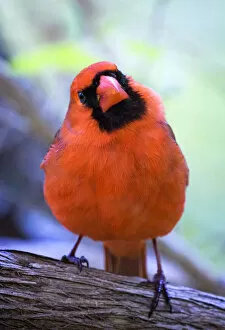 Images Dated 3rd July 2018: Cute and Curious Northern Cardinal Looking at the Camera