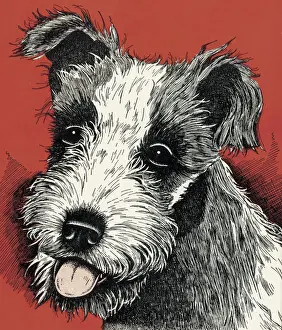 Cute Dog
