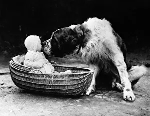 Baby Girl Prints: Cute dog licking baby girl (6-11 moths) sitting in basket
