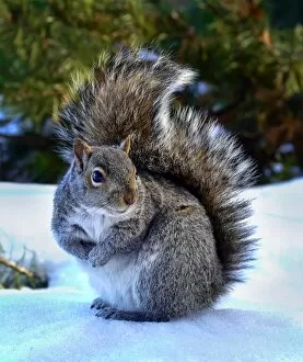Cute gray squirrel