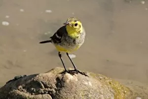Images Dated 5th February 2014: Cute little bird (Citrine wagtail)