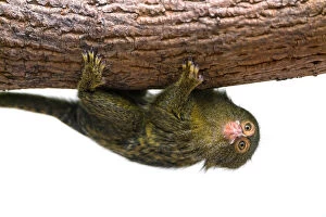 Images Dated 16th June 2015: Cute pigmy marmoset on a branch, upside down