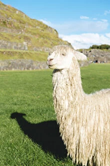 Images Dated 10th May 2015: Cute white alpaca in Sacsayhuaman, Cusco, Peru