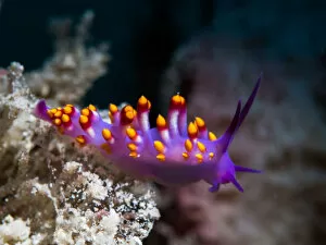 Images Dated 5th September 2015: Cuthona sibogae Nudibranch
