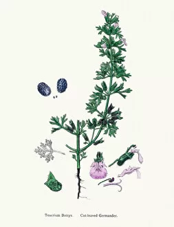English Botany, or Coloured figures of British Plants Collection: Cutleaved Germander plant