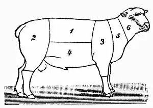 Images Dated 26th February 2016: Cuts of lamb or mutton diagram