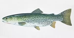 Images Dated 9th March 2006: Cutthroat Trout, Oncorhynchus clarki, side view