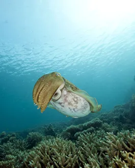 Images Dated 23rd May 2012: Cuttlefish with sunburst