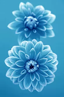 Images Dated 11th July 2014: Cyan Dahlias