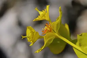 Euphorbia Prints: Cyathia of Gopher Spurge or Upright Myrtle Spurge -Euphorbia rigida-, Mediterranean region