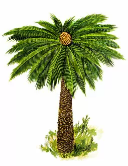 Images Dated 25th November 2018: Cycas revoluta (Sotetsu, sago palm, king sago, sago cycad, Japanese sago palm)