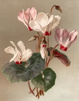 Cyclamen