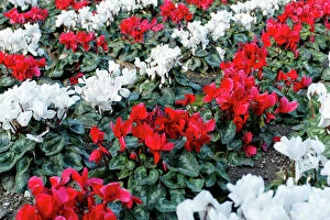 In A Row Gallery: Cyclamen -Cyclamen cilicium- in white and red lines in a flower bed