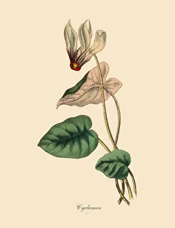 Pink Color Gallery: Cyclamen Plants, Victorian Botanical Illustration