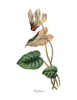 Cyclamen Plants, Victorian Botanical Illustration