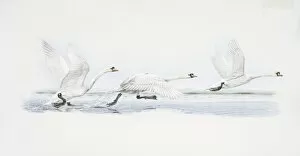 Cygnus olor, Mute Swan at three stages of taking-off from water, side view