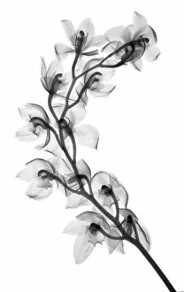 Flowers and Plants Inside Out Collection: Cymbidium orchid, X-ray