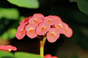 Extreme Close Up Gallery: Cyme with cyathia of Crown-of-thorns or Christ Plant -Euphorbia milii-, Madagascar, Africa