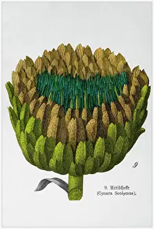 Botanical Illustration Prints: Cynara Scolymus - Cropped from Victorian style botanical lithographs book