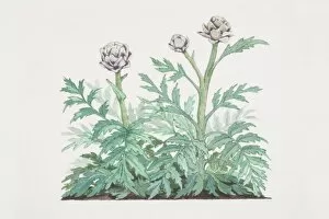 Daisy Family Gallery: Cynara scolymus, Globe Artichoke plant