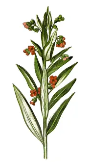 Cynoglossum officinale (houndstongue, houndstooth, dogs tongue, gypsy flower, and rats and mice)