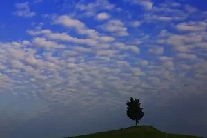 Evening Light Gallery: Cypress -Cupressus- with cloudy sky, Luciano dAsso, Tuscany, Italy, Europe