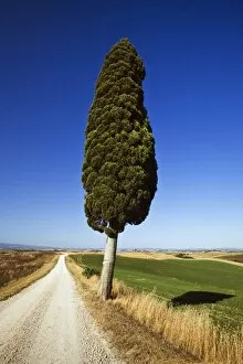 Hilly Landscape Gallery: Cypress -Cupressus- in typical Tuscan landscape, near Ville de Corsano, Tuscany, Italy, Europe