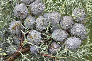 Images Dated 27th October 2012: Cypress -Cypressus sp.- cones during rain, Canton of Tessin, Switzerland
