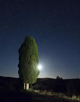 Images Dated 6th June 2015: Cypress moon and under the stars