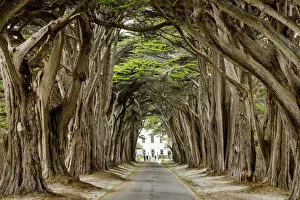 Images Dated 27th October 2018: Cypress Tree Tunnel, California