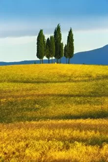 Images Dated 20th June 2016: Cypress tree in Tuscany, Italy