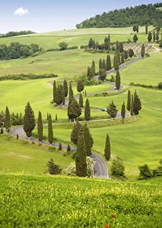 Images Dated 15th May 2009: Cypress trees in Tuscany, Italy, Europe