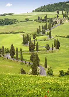 Images Dated 15th May 2009: Cypress trees in Tuscany, Italy, Europe