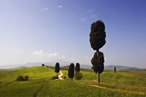 Cupressus Prints: Cypresses -Cupressus- and fields at Terrapille, Pienza, Val dOrcia, Tuscany, Italy, Europe