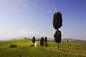 Cypresses -Cupressus- and fields at Terrapille, Pienza, Val dOrcia, Tuscany, Italy, Europe