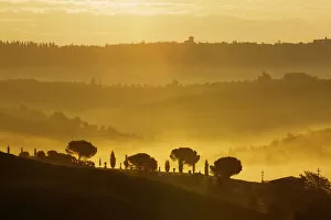Break Of Dawn Gallery: Cypresses -Cupressus- in the morning fog, San Quirico, Val dOrcia, Tuscany, Italy, Europe