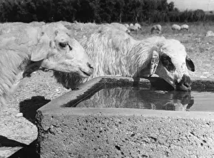Trough Prints: Cypriot Livestock