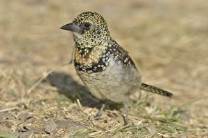 Images Dated 27th August 2013: D Arnauds Barbet -Trachyphonus darnaudii-, Serengeti, Tanzania