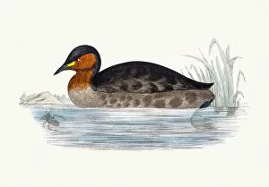Images Dated 10th June 2016: Dabchick Little grebe bird