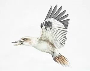 Feathers Collection: Dacelo novaeguineae, Laughing Kookaburra in flight, side view