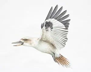 Feathers Collection: Dacelo novaeguineae, Laughing Kookaburra in flight, side view