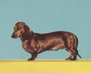 Pets Prints: Dachshund