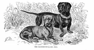 Images Dated 11th May 2017: Dachshund dog engraving 1894