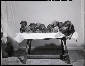 Dachshund with Large Litter of Pups