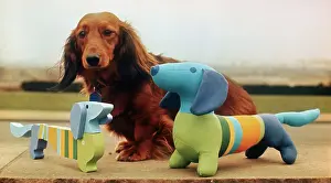 Dachshund with Toy Dogs